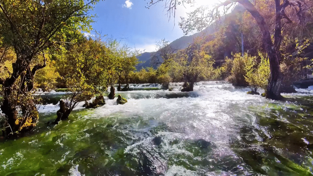 River in Shùzhèng (树正沟) - Jiuzhaigou Travel Guide: Magical Valley - Leo Trails