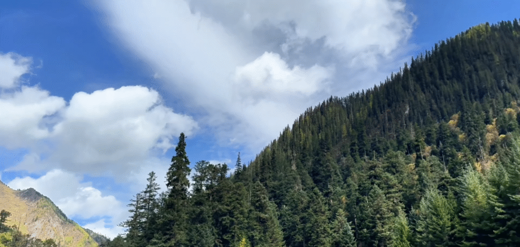Virgin Forest (原始森林) - Jiuzhaigou Travel Guide: Magical Valley - Leo Trails
