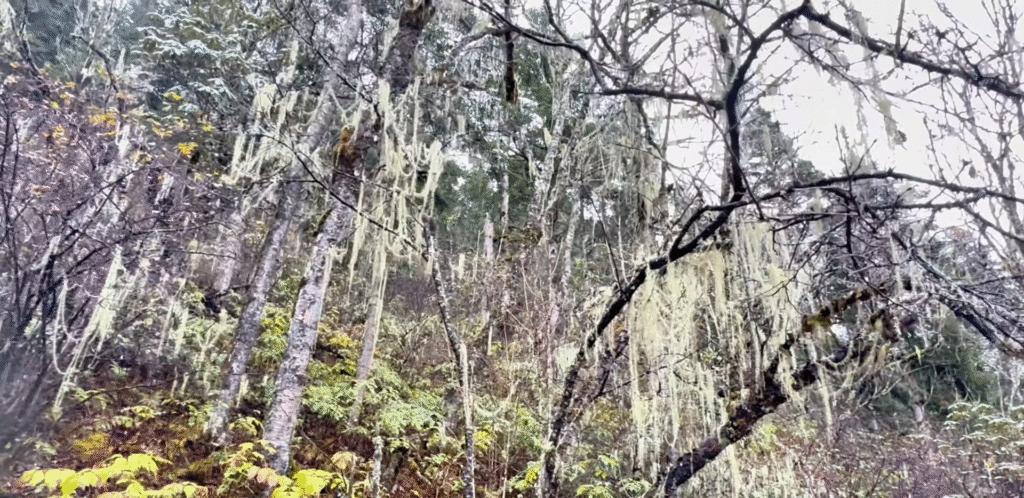 beard lichens - Exploring Huanglong: A Breathtaking Experience - Leo Trails