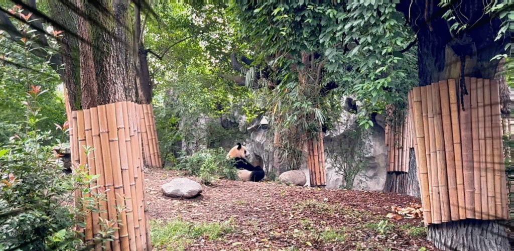 Giant Panda tumbling around - Chengdu Top 9 Must-Visit Spots - Leo Trails