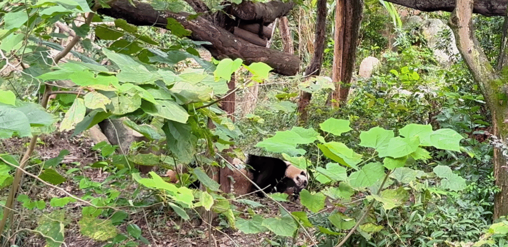 Giant Panda sleeping - Chengdu Top 9 Must-Visit Spots - Leo Trails
