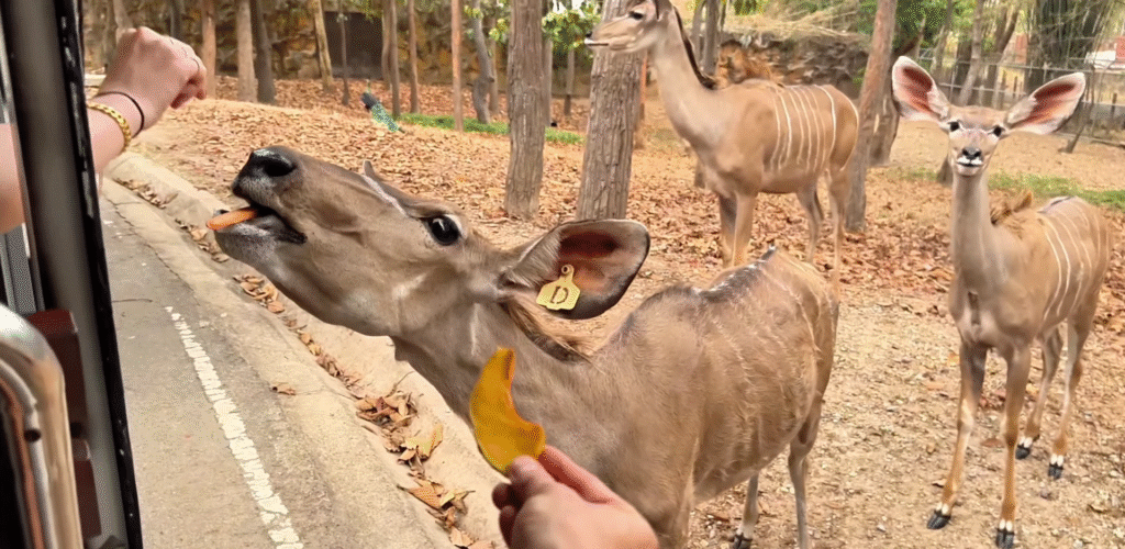 Feeding the Deers - The Best of Chiang Mai Night Safari at Night - Leo Trails