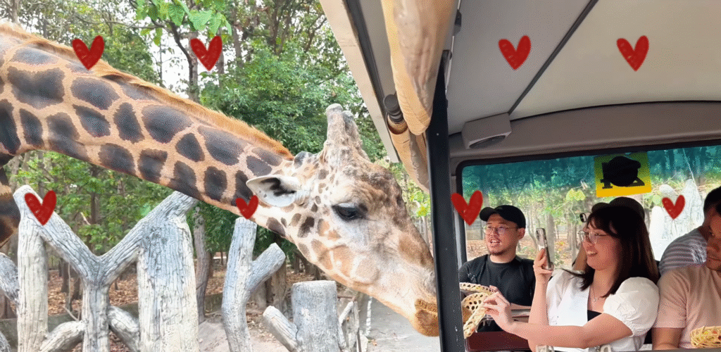 Feeding the Giraffe - The Best of Chiang Mai Night Safari at Night - Leo Trails