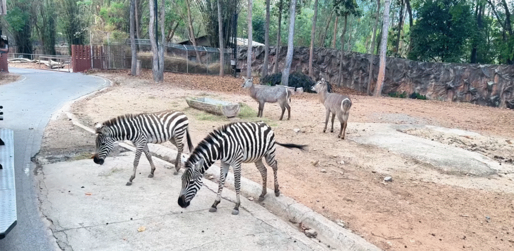 Zebras - The Best of Chiang Mai Night Safari at Night - Leo Trails