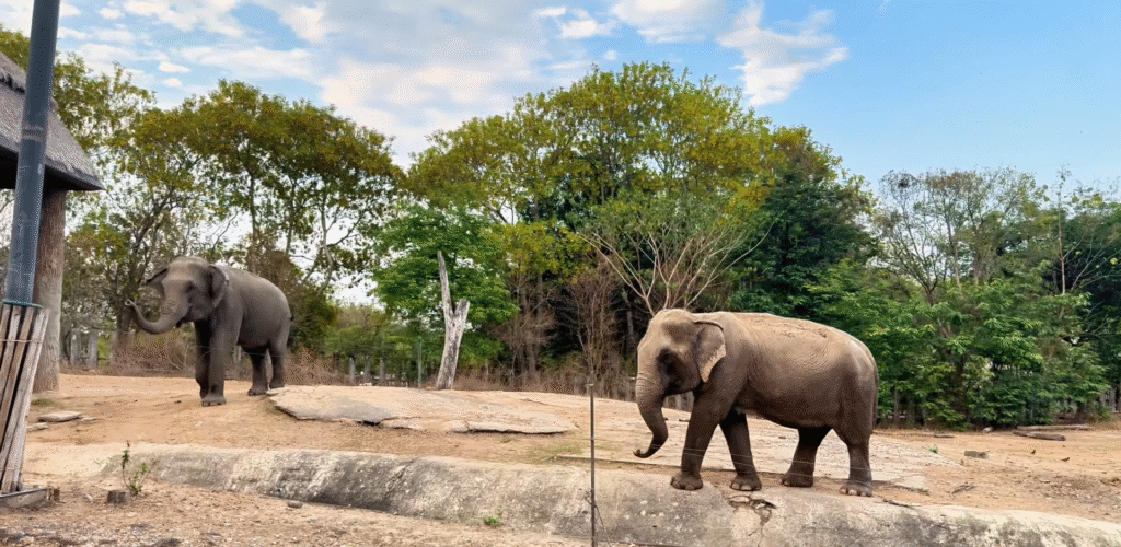 Bunch of Elephants- The Best of Chiang Mai Night Safari at Night - Leo Trails