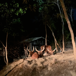 Buffalos Lazying around - The Best of Chiang Mai Night Safari at Night - Leo Trails