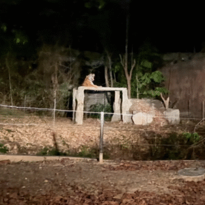 Tiger roaring - The Best of Chiang Mai Night Safari at Night - Leo Trails