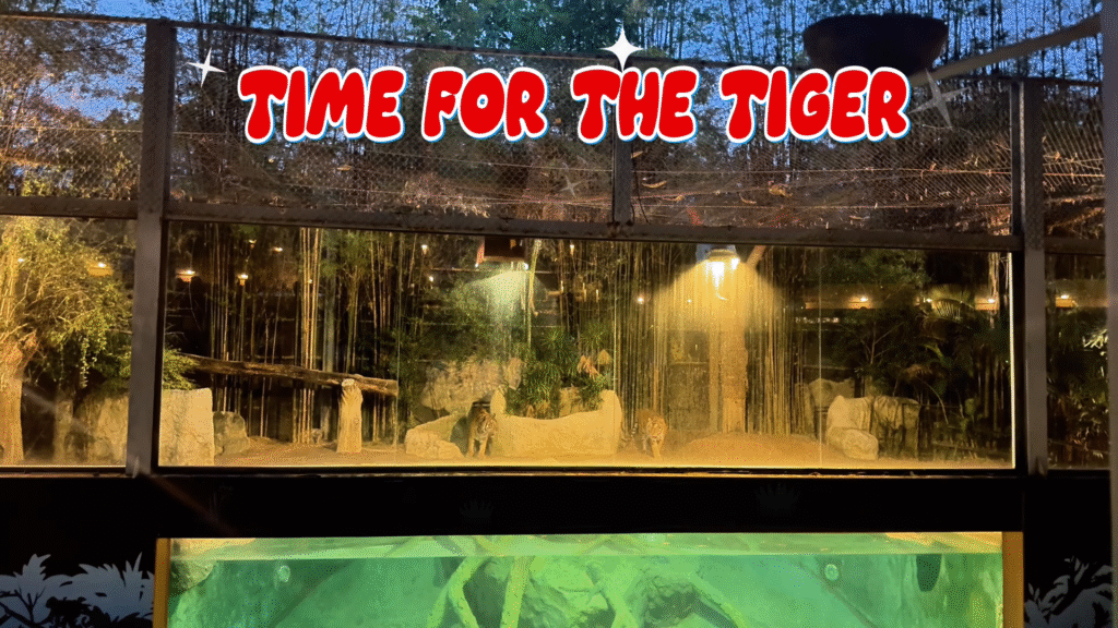 Tigers at the stage - The Best of Chiang Mai Night Safari at Night - Leo Trails