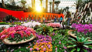 Flower Dome - How to Enjoy Singapore Without Breaking the Bank - Leo Trails