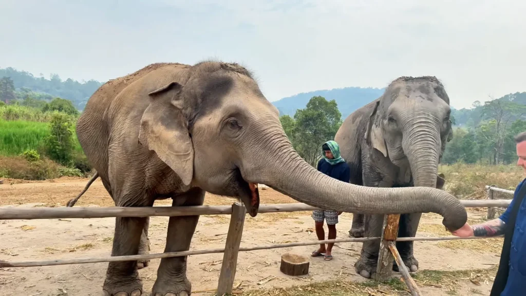 Elephants greet smiling - 9 Best Experiences in Chiang Mai Worth the Trip - Leo Trails