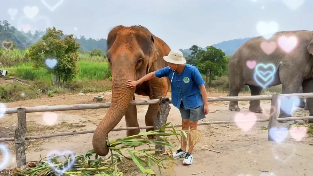 Me patting the Elephant - 9 Best Experiences in Chiang Mai Worth the Trip - Leo Trails