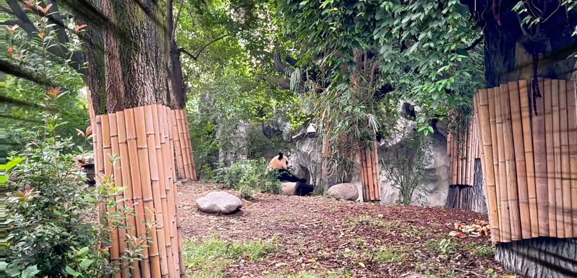 Panda on its playful self - Chengdu Panda Research Base: Simple Travel Guide - Leo Trails