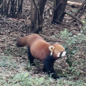 Red Panda Strolling - Chengdu Panda Research Base: Simple Travel Guide - Leo Trails