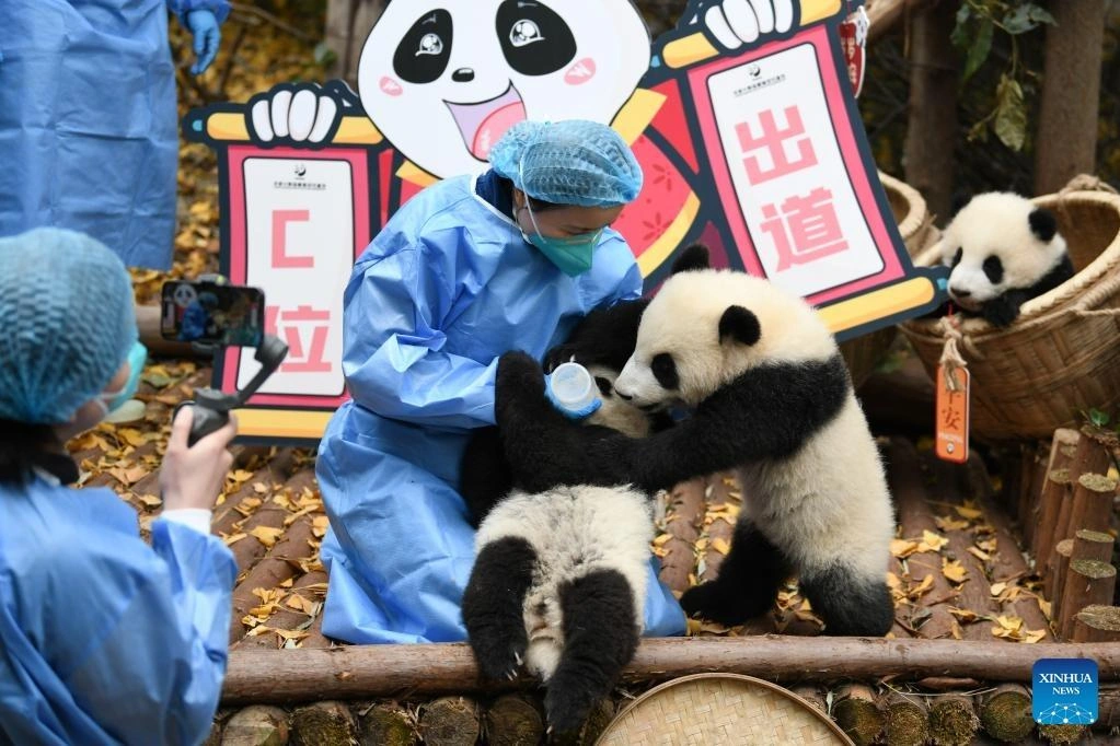 Vets taking care of Baby Pandas - Chengdu Panda Research Base: Simple Travel Guide - Leo Trails