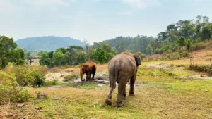 Elephants Roaming around - My Day at an Ethical Elephant Sanctuary in Chiang Mai - Leotrails
