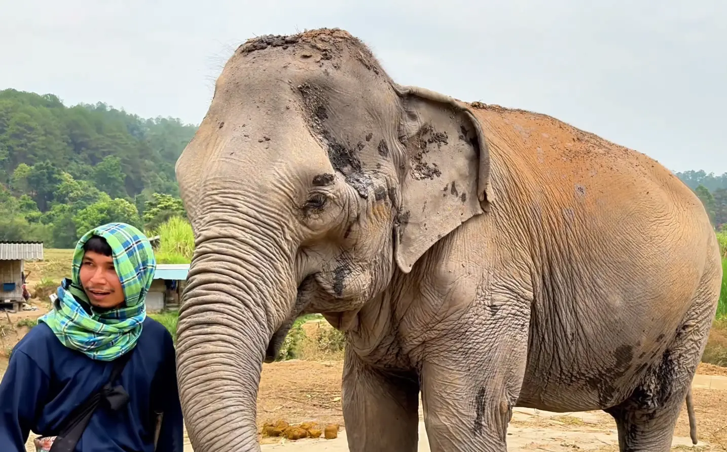 Mahout and the Elephant - 9 Best Experiences in Chiang Mai Worth the Trip - Leo Trails