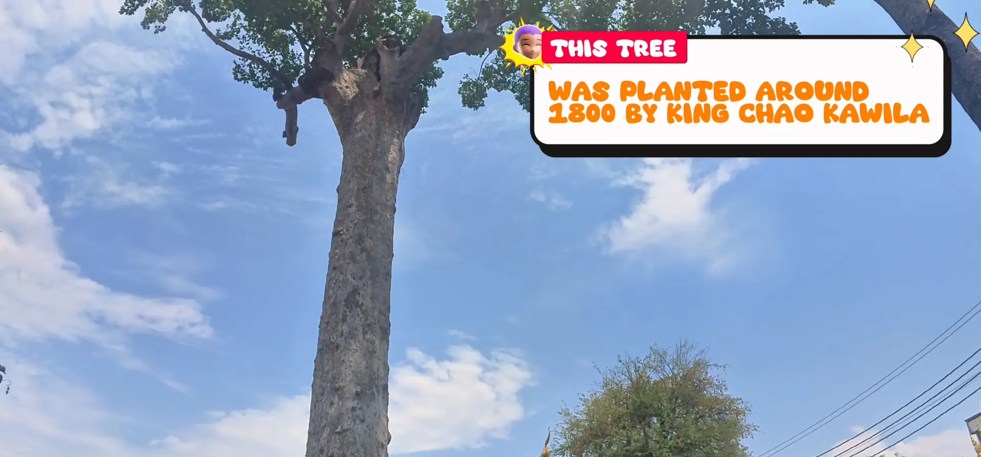 Massive Tree - Temples in Chiang Mai You Should Not Miss - Leotrails