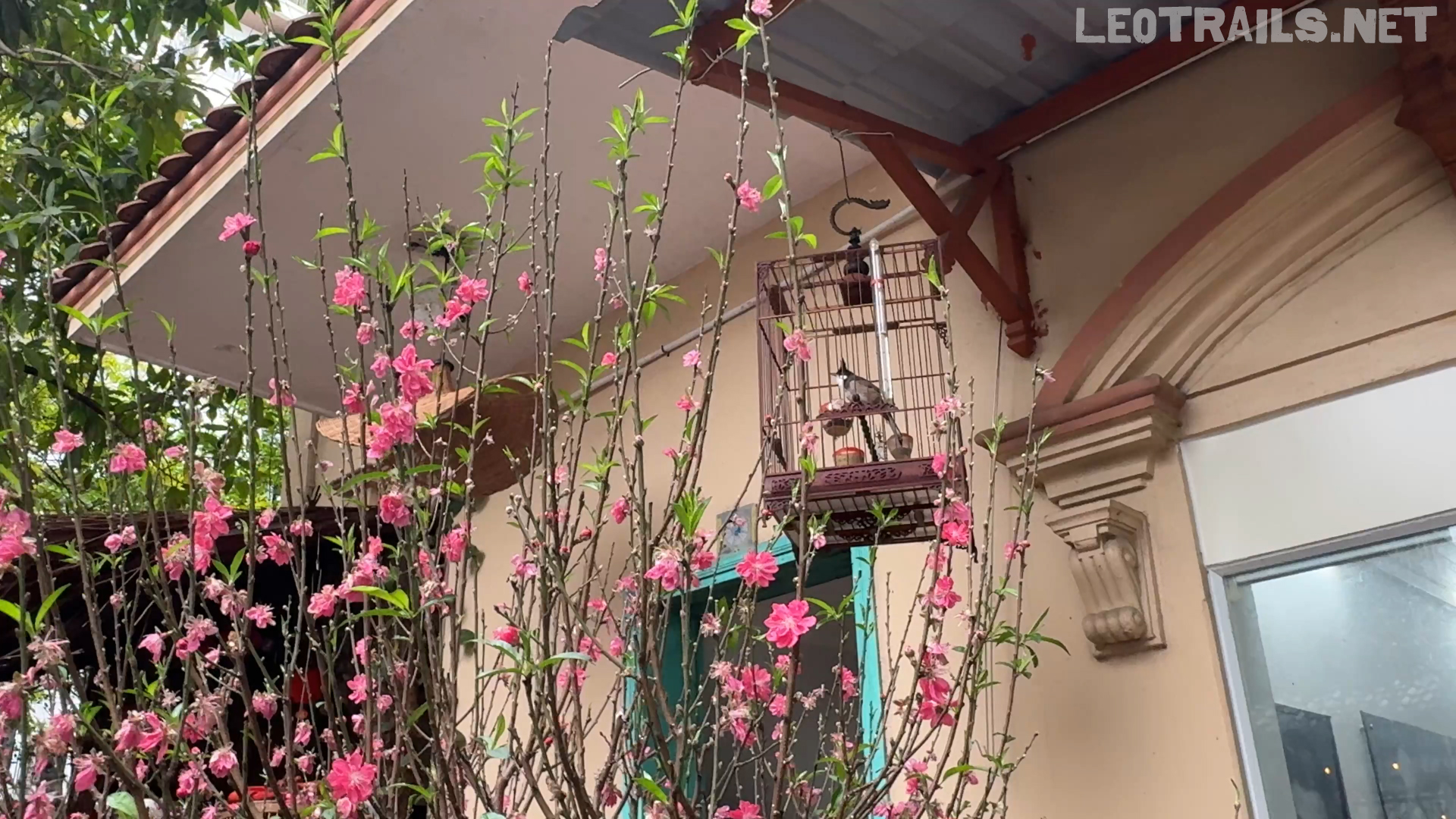 A wooden birdcage with a small bird hanging from the roof awning of a Hanoi restaurant, framed by bright pink peach blossom branches (hoa đào) in the foreground.